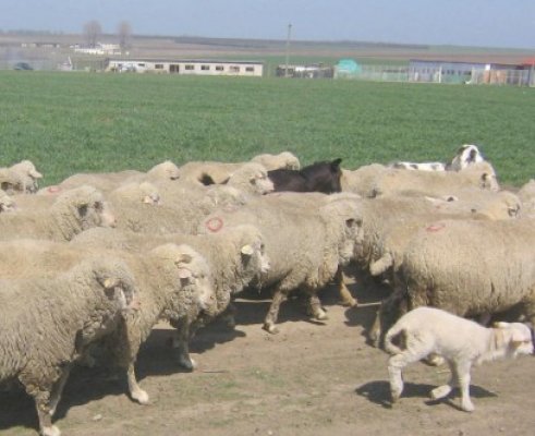 Hoţii au dat atacul într-o fermă